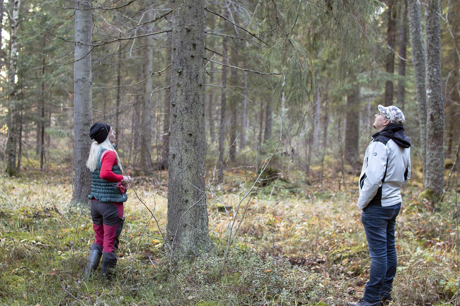 Kumppanuussopimuksemme palkitsee metsänomistajaa. Tekemällä kumppanuussopimuksen kanssamme saat henkilökohtaisen ja asiantuntevan yhteyshenkilön sekä ammattitaitoisen metsänhoitohenkilökunnan.