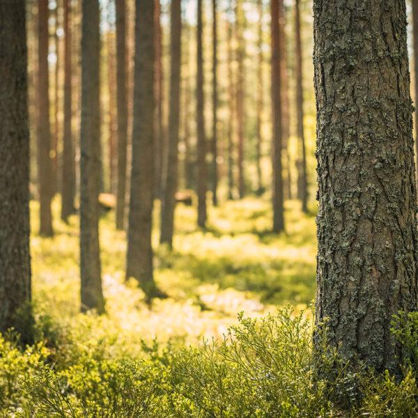 Koskisen tilannepäivitys metsäkatoasetuksen (EUDR) tilanteeseen 