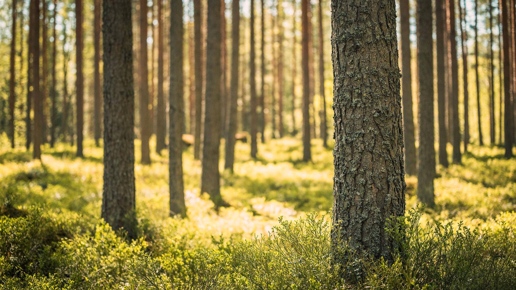 Kohti hiilineutraalia maailmaa.