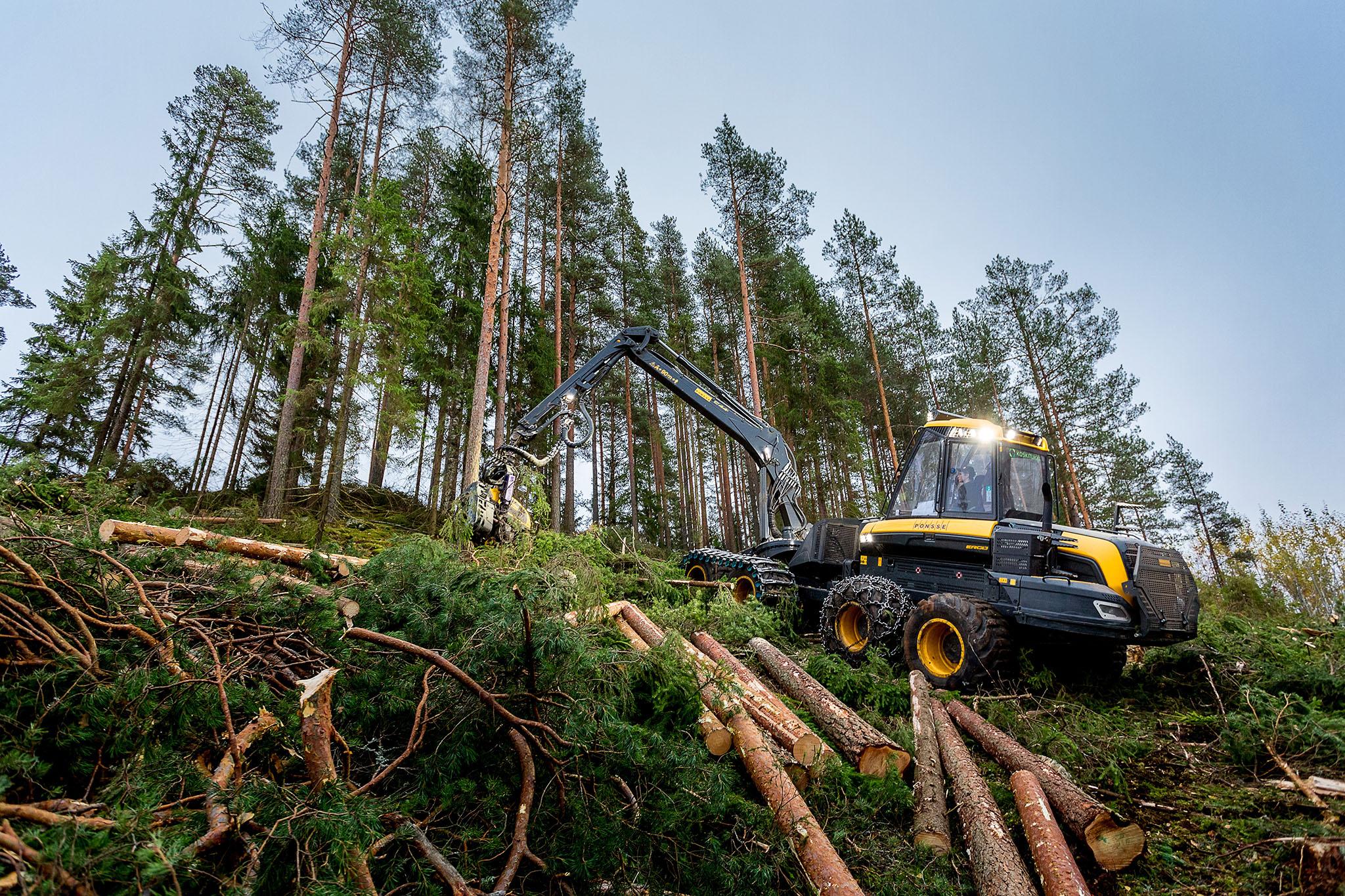 Koskisen puunhankinta, luotettava kumppanisi puukauppaan, merkittävimmät puutavaralajit havu- ja koivutukki