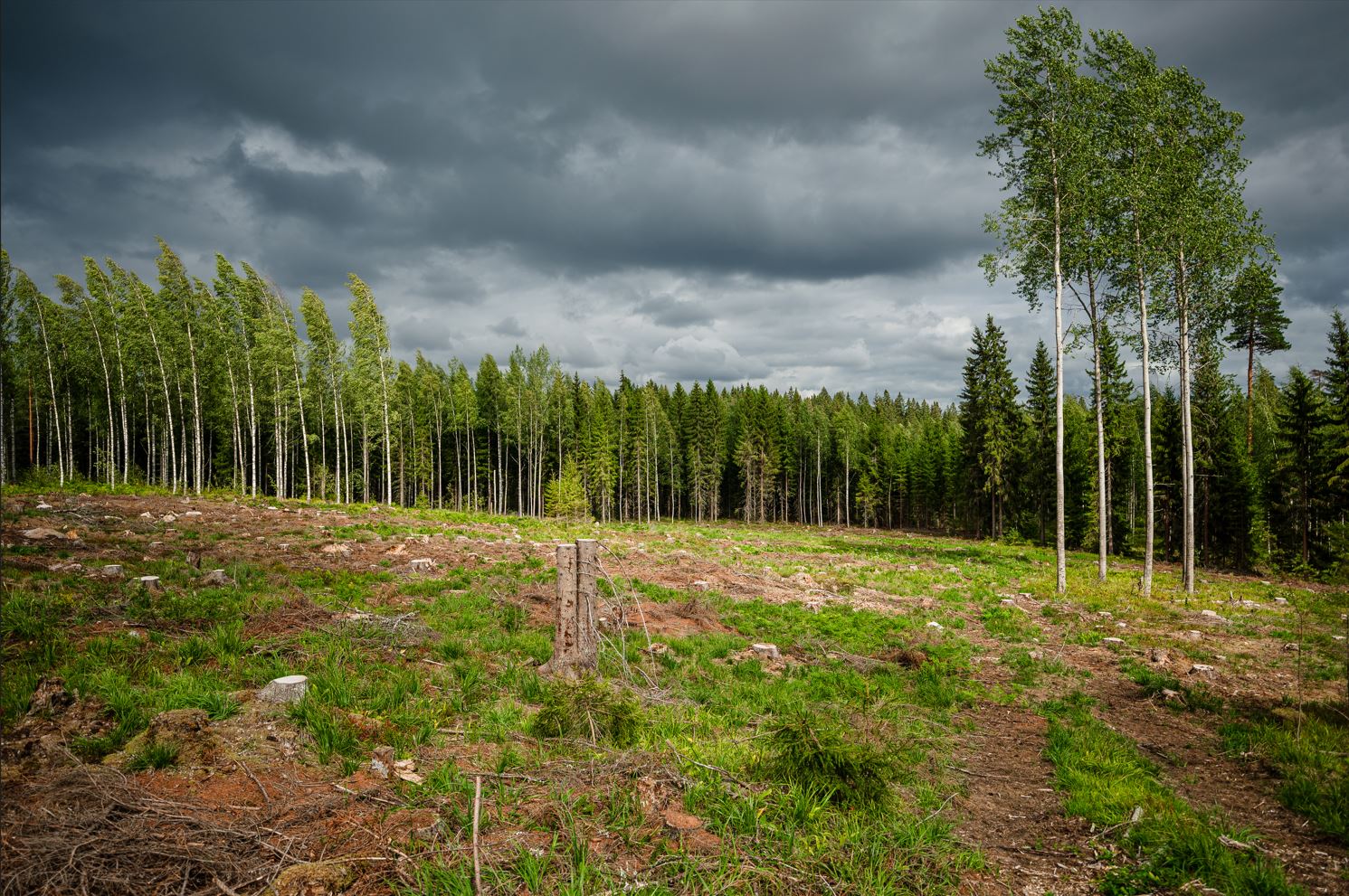 Kotimaiset Metsäkuuset