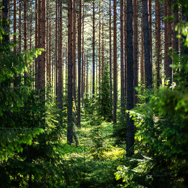 Koskisen tilannepäivitys metsäkatoasetuksen (EUDR) tilanteeseen 